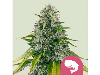 71697 royal queen seeds royal moby feminized vyprodej
