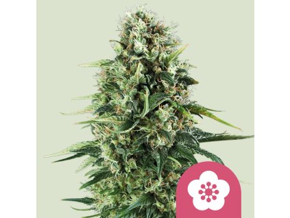 71712 royal queen seeds power flower feminized vyprodej