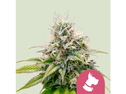 Royal Queen Seeds Kali Dog, feminized, VÝPRODEJ (Balení 3 ks)