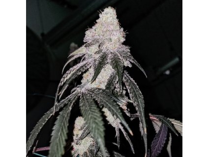 71739 ethos genetics battle axe r1 feminized