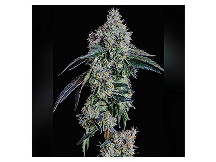 71745 ethos genetics ballers game feminized