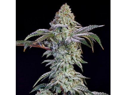 71748 ethos genetics grandpas cookies nr 6 s1 feminized