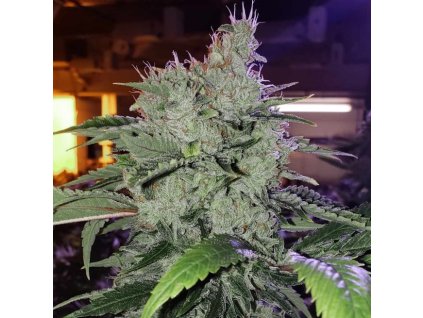 71754 ethos genetics chem funk r1 feminized
