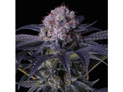 71763 ethos genetics grape balls of fire rbx feminized