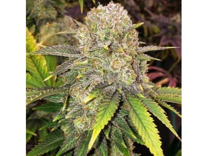 71781 ethos genetics master kush rbx feminized