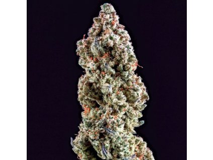 71787 ethos genetics mandarin cookies r3 feminized