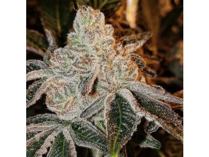 71793 ethos genetics johny dang r1 feminized