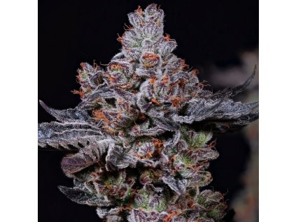 Ethos Genetics, Mookie B R1, feminized (Balení 5 ks)