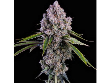 71811 ethos genetics pepe silvia r1 feminized