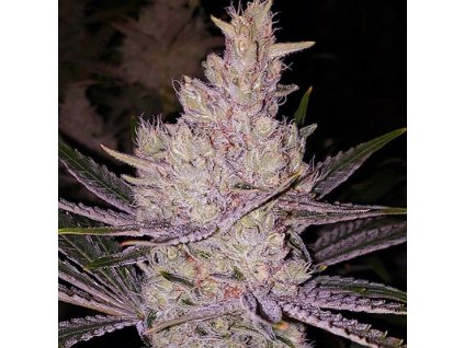 71817 ethos genetics orange kush r1 feminized