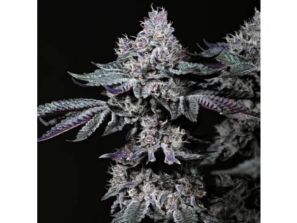 71826 ethos genetics nuggz r1 feminized