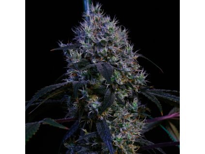 71829 ethos genetics super lemon haze rbx3 feminized
