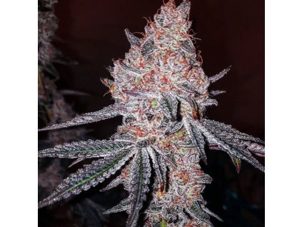 71832 ethos genetics strawberry og cookies r1 feminized