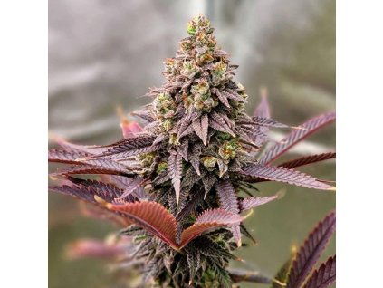 71838 ethos genetics punchberry cookies rbx feminized