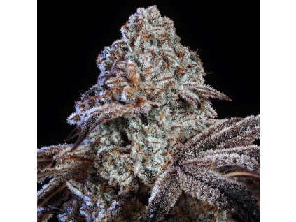 71844 ethos genetics psy op r1 feminized