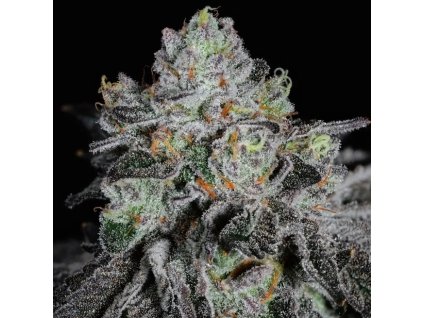 71850 ethos genetics wrank r2 feminized