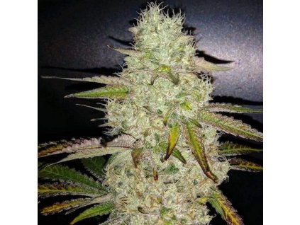 71859 ethos genetics toasted r1 feminized