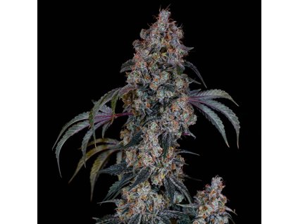 71862 ethos genetics thug roze r1 feminized