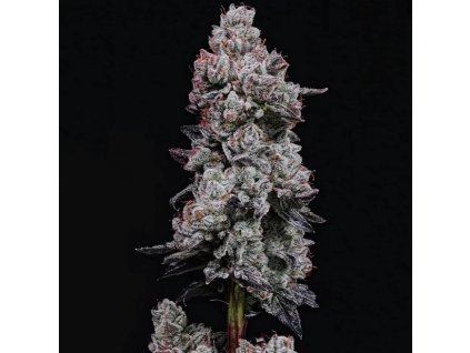 Ethos Genetics, Lemon Cherry Gelato Auto R3, autoflowering feminized (Balení 3 ks)