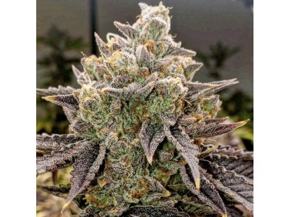 71871 ethos genetics bubble gummy auto autoflowering feminized