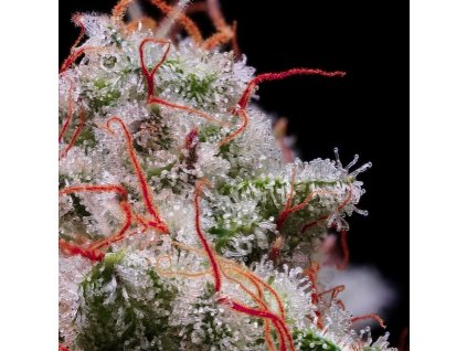 71880 ethos genetics peach crescendo auto rf3 autoflowering feminized