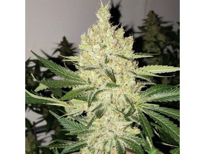 71889 ethos genetics super lemon haze f5 regular