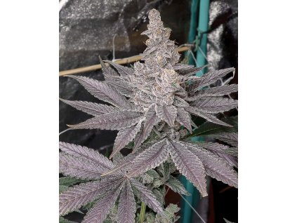 71892 solfire gardens swolfire feminized