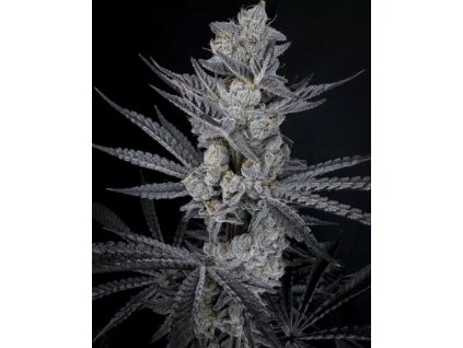 71901 solfire gardens diamond in the black feminized
