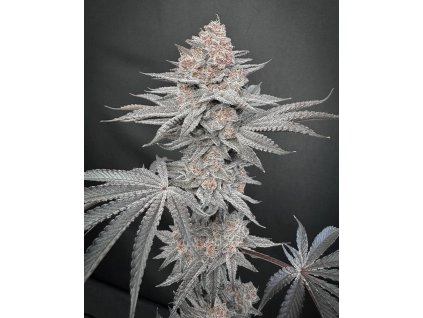 71904 solfire gardens gastronomical feminized