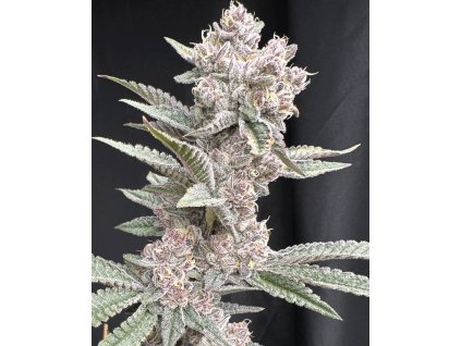 71913 solfire gardens funk in da trunk feminized