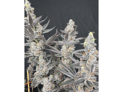 71916 solfire gardens diamond daggers feminized