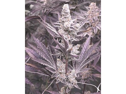 71919 solfire gardens lil sumpin sumpin feminized