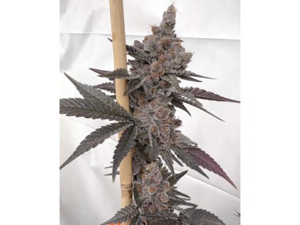 71925 solfire gardens paradiso feminized