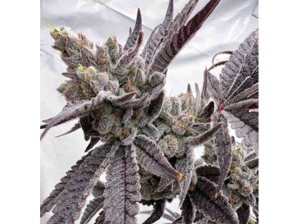 71937 solfire gardens smile now cry later feminized 3ks