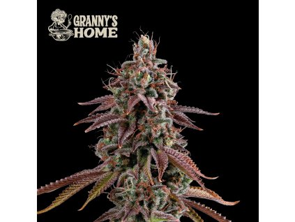 71943 seedstockers grannys home feminized