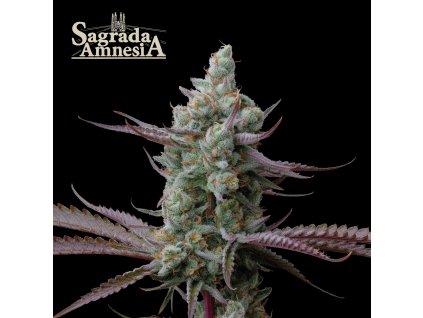 71952 seedstockers sagrada amnesia feminized