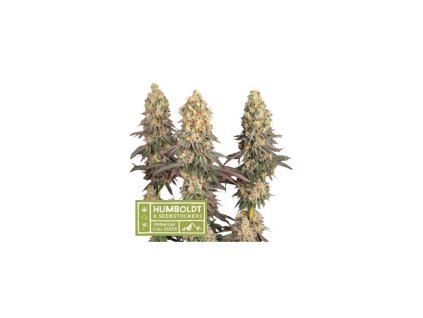71958 seedstockers x humboldt mack and crack feminized