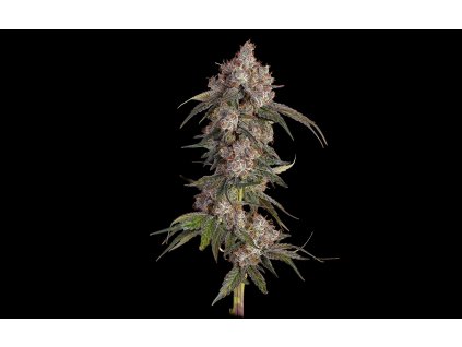 71997 happy valley game over feminized