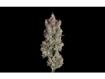 72000 happy valley shortcut auto autoflowering feminized