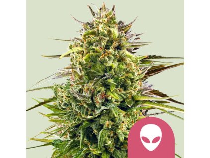 72009 royal queen seeds alien og feminized