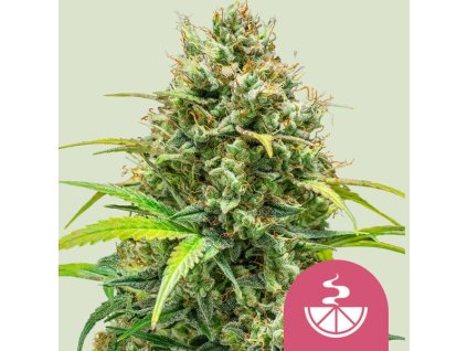72018 royal queen seeds lemon skunk feminized