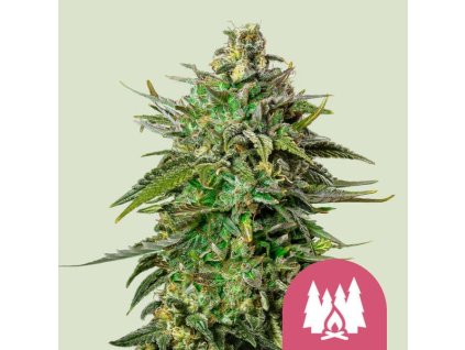 72024 royal queen seeds larry og feminized