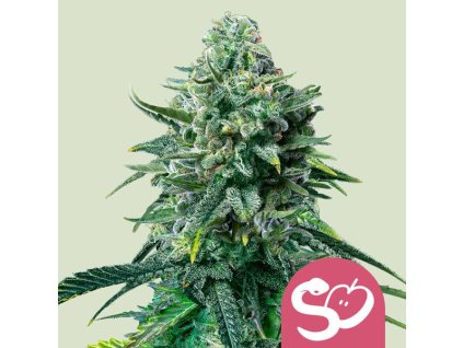 72033 royal queen seeds forbidden fruit feminized