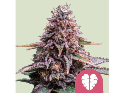 72051 royal queen seeds pink mist feminized