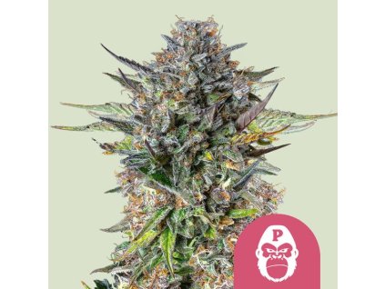 72063 royal queen seeds pink gorilla feminized