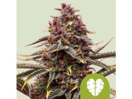 Royal Queen Seeds Pink Mist Auto, autoflowering feminized (Balení 5 ks)
