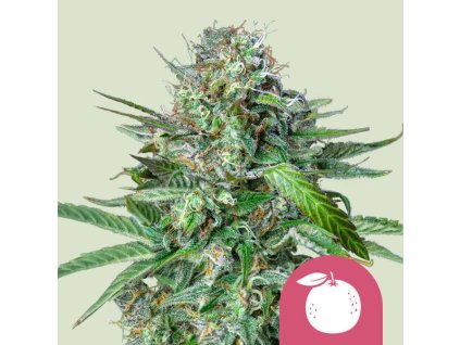 72084 royal queen seeds tangie feminized