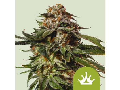 72105 royal queen seeds special queen auto autoflowering feminized