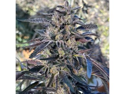 72117 big mike s genetics cheetah cherry gelato feminized