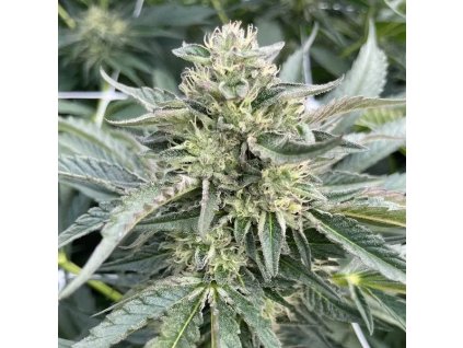 72120 big mike s genetics cereal milk gelato feminized